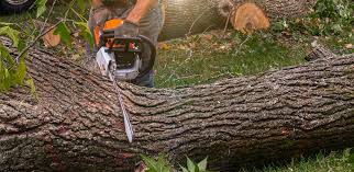 Fair Oaks Ranch, TX  Tree Services Company