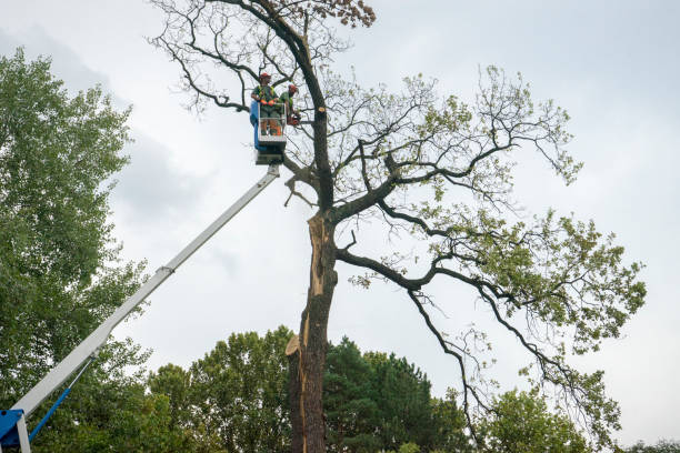 Tree and Shrub Care in Fair Oaks Ranch, TX